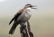 Ecuador Vogel
