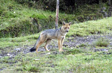 Ecuador Fuchs