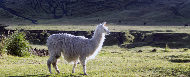 Ecuador Lama
